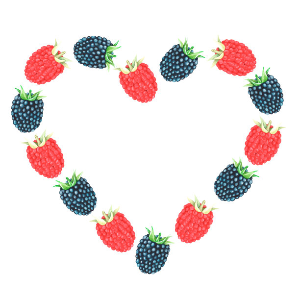 覆盆子和黑莓心。水彩插图。孤立在白色背景上。为设计。图片下载