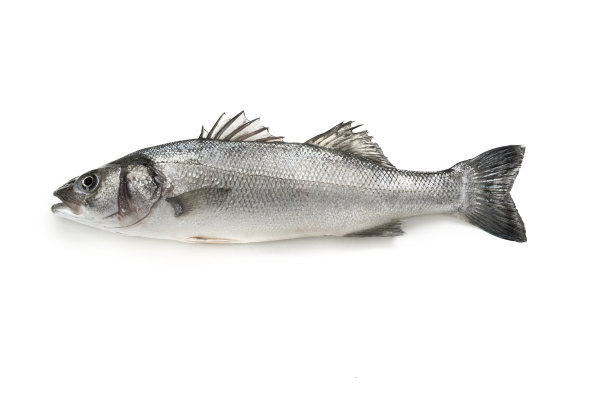 白背景上的新鲜生鲈鱼海鲜图片下载