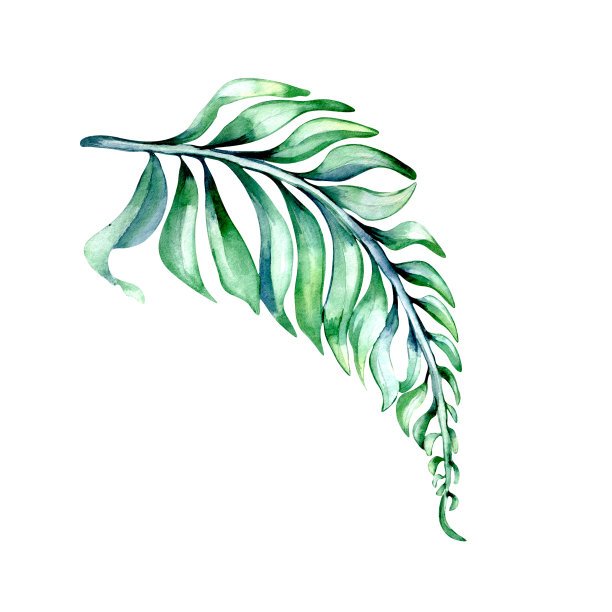 绿色，蓝色，深色的热带树叶水彩插图在白色图片下载