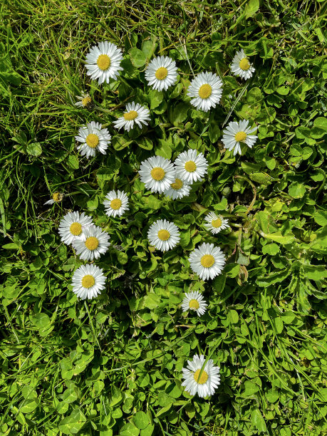 一个小生命图片下载