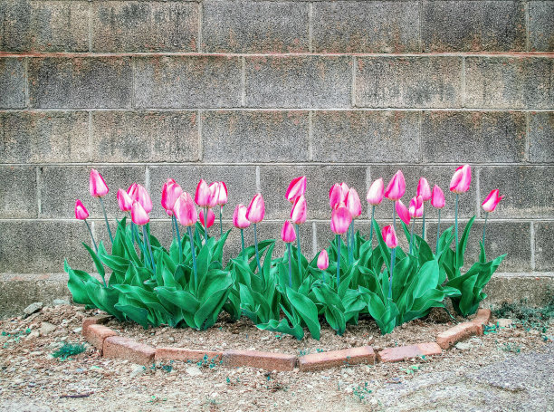 郁金香丛和砖墙图片下载