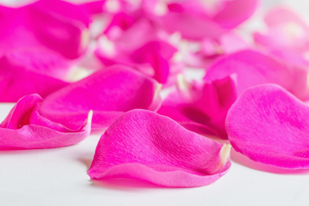 玫瑰的彩色花瓣，孤立在白色上。图片下载