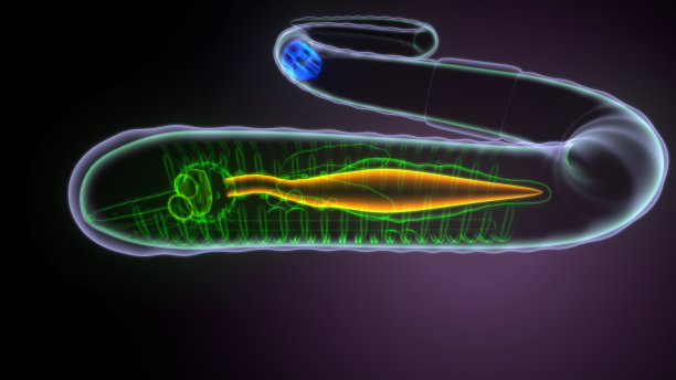 蚯蚓解剖的3d插图图片下载