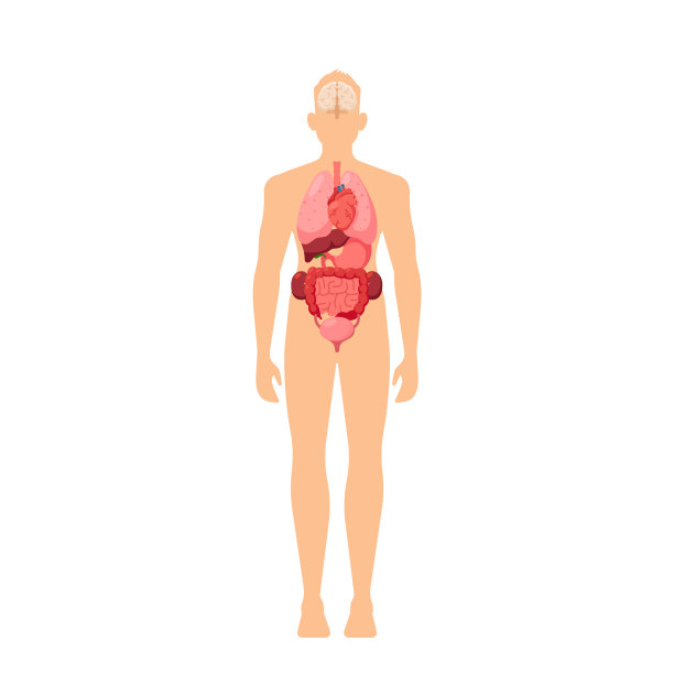 人体器官医学信息图图表，教育男性解剖，生理学信息。人内心的看法图片下载