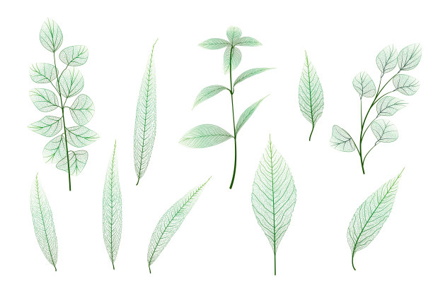 集，绿叶叶脉。矢量插图。图片下载