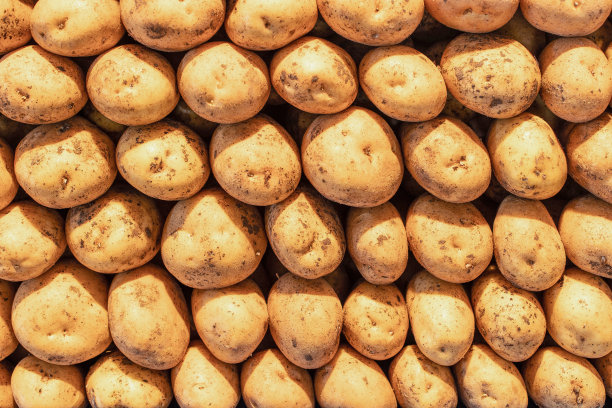 红色有机农民的马铃薯背景图片下载