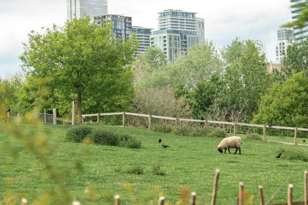 在伦敦城市农场放牧的绵羊图片下载