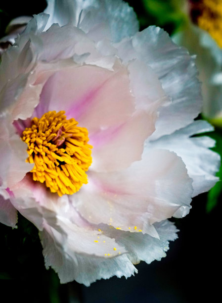 白牡丹图片下载