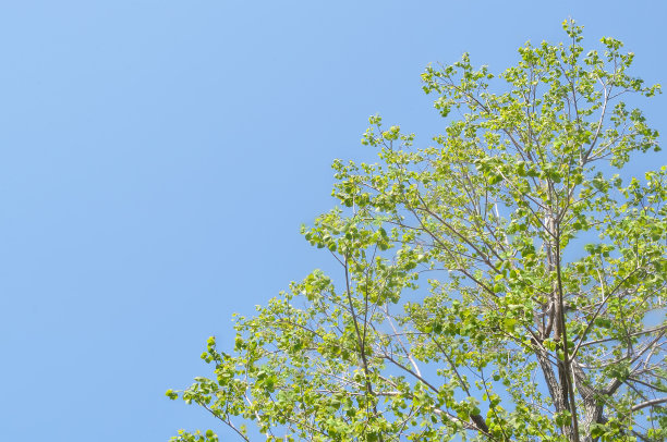 一棵大树和一片蓝天图片下载