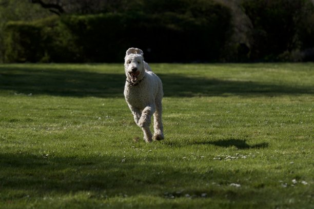 可爱的白狗在行动图片下载