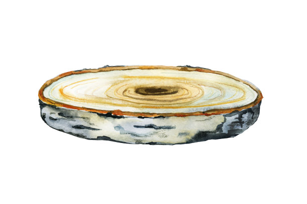 圆锯切成一棵树，用树皮切成桦树，作装饰用。手绘水彩插图孤立在白色背景图片下载