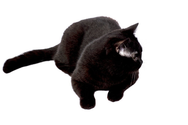 躺在白色背景上的美丽苏格兰-英国纯黑猫，孤立图像图片下载