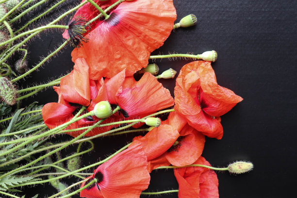 红色罂粟花的芳香图片下载