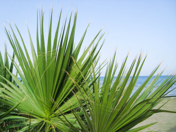 绿色的棕榈枝映衬着蓝天和大海图片下载