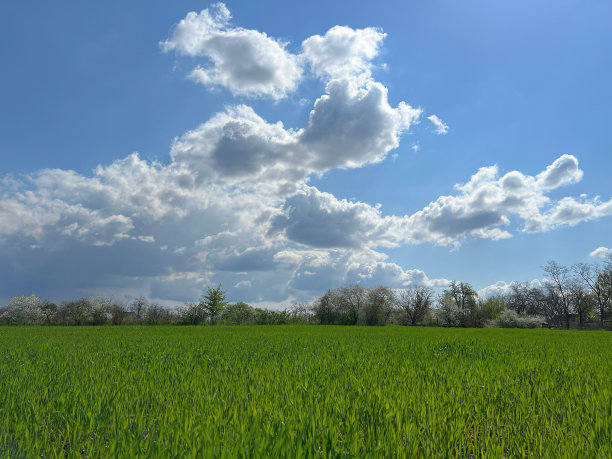 麦田碧绿的田野和蔚蓝的天空，还有美丽的云朵。美丽的乡村风景。图片下载