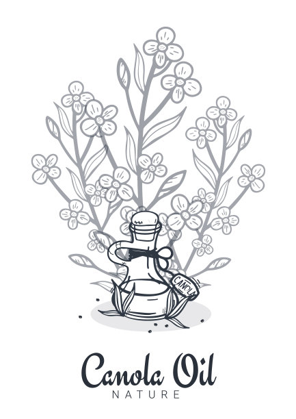 油菜籽和菜籽油横幅自然有机图片下载