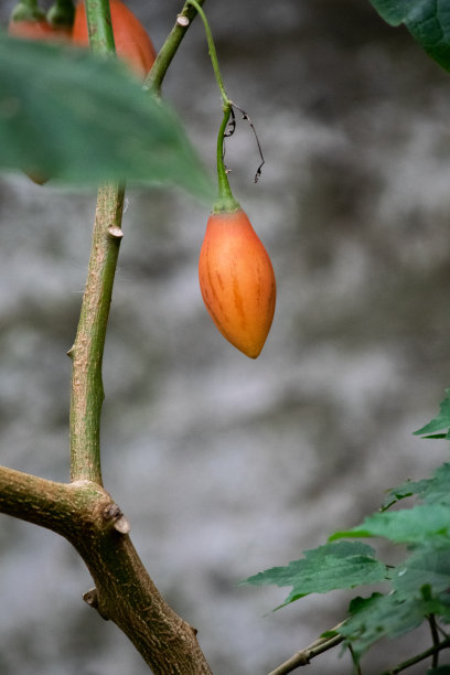 茄子。图片下载