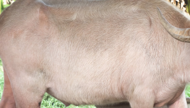 白化水牛皮毛身体纹理(Bubalus bubalis)与自然线条图案抽象为背景图片下载