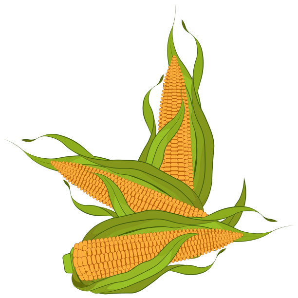 收获成熟的玉米图片下载
