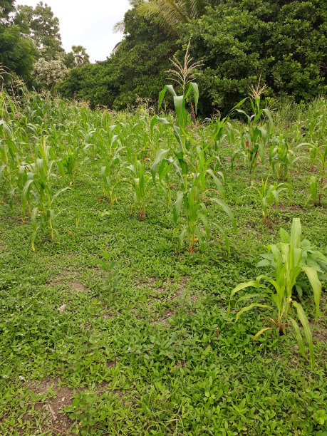 玉米开始在花园里生长图片下载