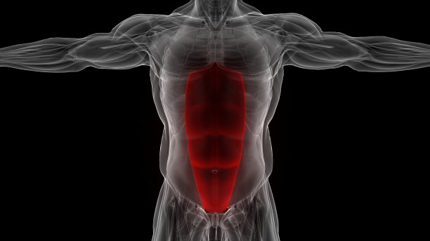 人体肌肉系统躯干肌肉，腹直肌解剖图片下载