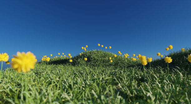 鲜花盛开的田野自然风光图片下载