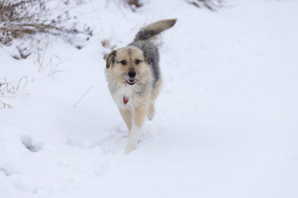 杂交狗在雪中行走图片下载