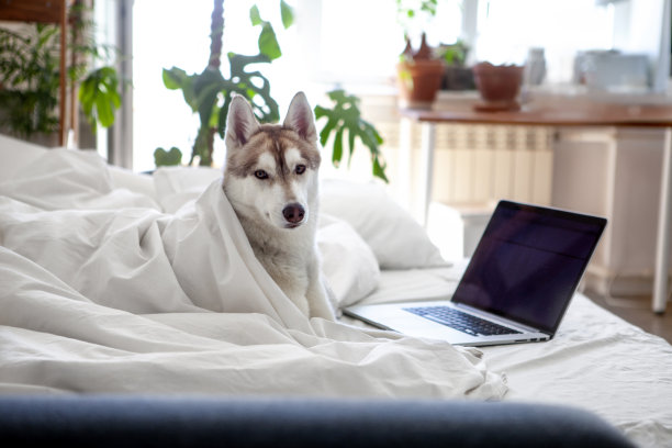 狗用的笔记本电脑图片下载