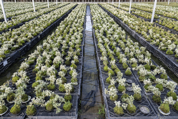 农业植物育苗的温室图片下载