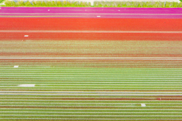 从上面看，春天郁金香在农田里生长图片下载