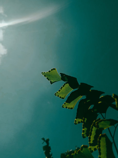 蓝色的天空背景和蕨类植物可以作为装饰图片下载