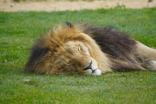 非洲狮子图片下载