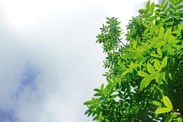 仰望树梢，蔚蓝的天空和模糊的树木，热带的夏天图片下载