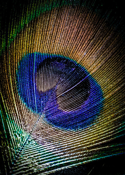 孔雀羽毛的乐趣图片下载