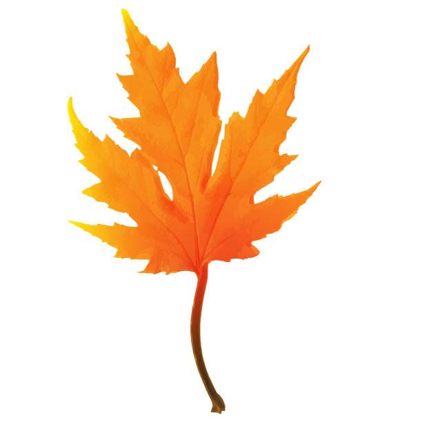 秋天的枫叶在白色的背景上图片下载