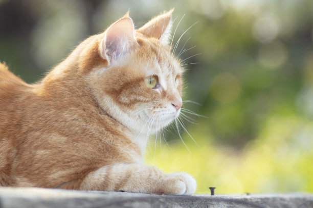 可爱的姜黄色小猫躺在阳光下的木屋顶上，宠物在春天大自然中休息，田园风光图片下载