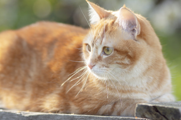 可爱的红猫躺在阳光下的木屋顶上，宠物在春天自然休息图片下载