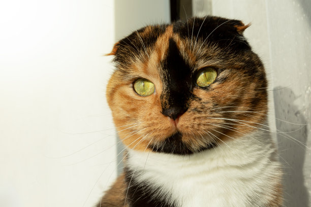 苏格兰折耳猫的猫图片下载