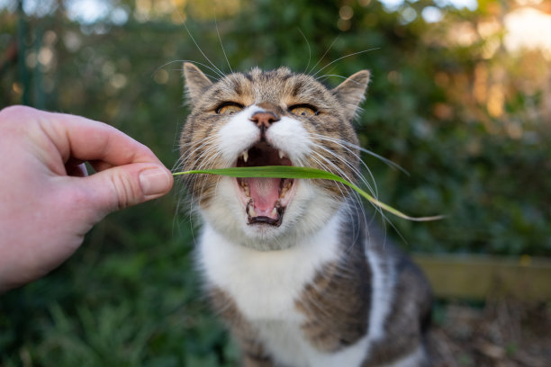 宠物主人用草叶喂猫图片下载