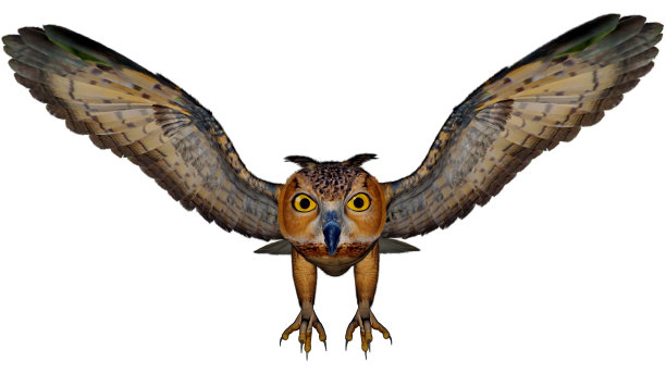 鹰鸮- 3D渲染图片下载