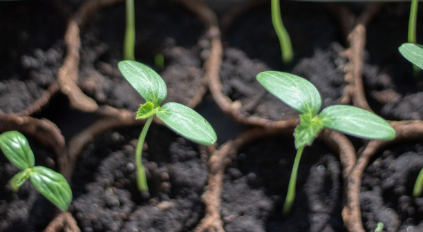 黄瓜幼苗特写。黄瓜芽图片下载