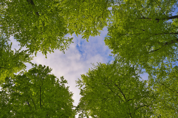 一个伟大的观点到树木方向的天空在五月，德国图片下载