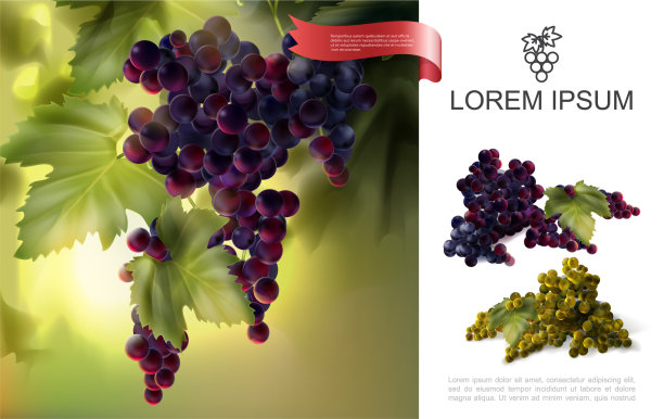 新鲜天然葡萄概念图片下载