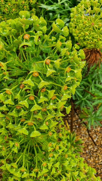 一朵绿色的花的特写照片摄影图片