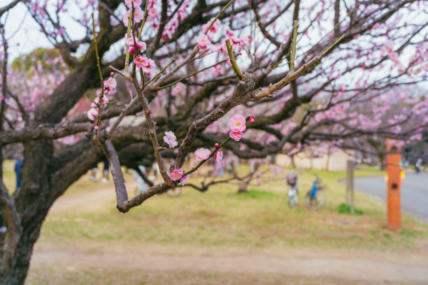 2022年3月，粉红色的日本杏花图片下载