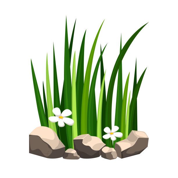 绿草长在石头中间的泥土里。野生自然、植物、生态学、植物学的概念。图片下载