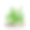 绿草长在石头中间的泥土里。野生自然、植物、生态学、植物学的概念。图片下载