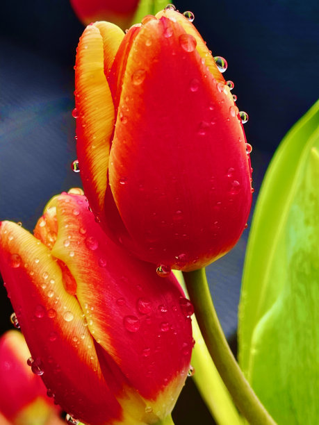 郁金香图片下载