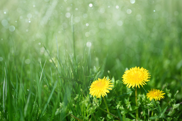 蒲公英的花图片下载