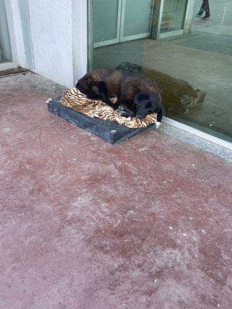 一只狗睡在商店前面图片下载